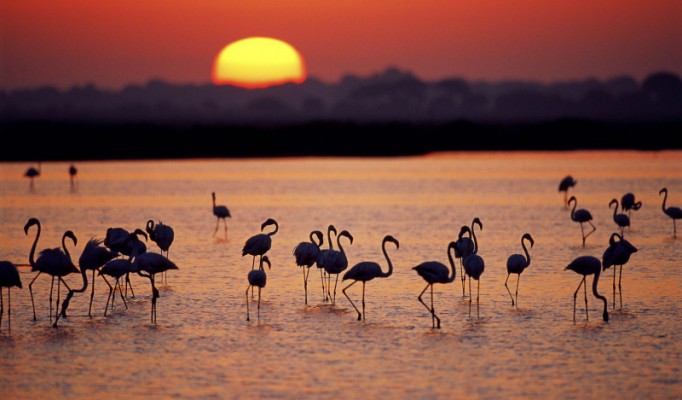 Greater flamingos, Coto Doñana National Park, Spain