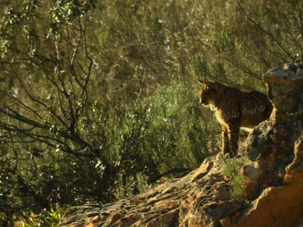 Lynx Wildwatching Tour