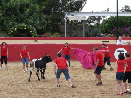Bullfight with young bulls