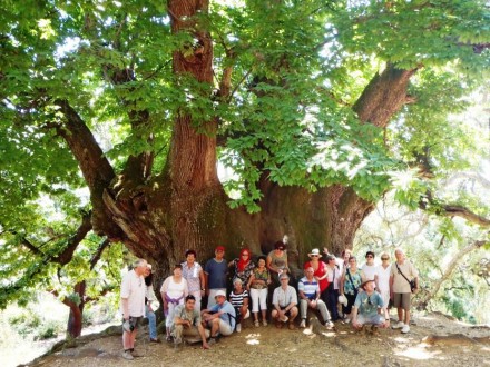 Holy Chestnut Tree Tour