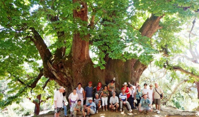 Visit Holy Chestnut Tree