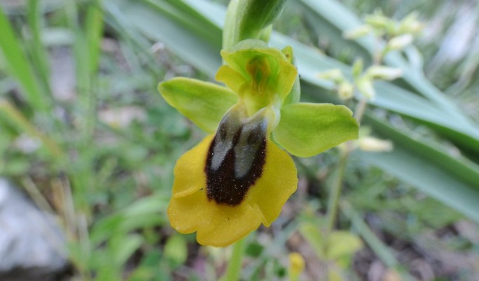 orchidsierradelasnieves